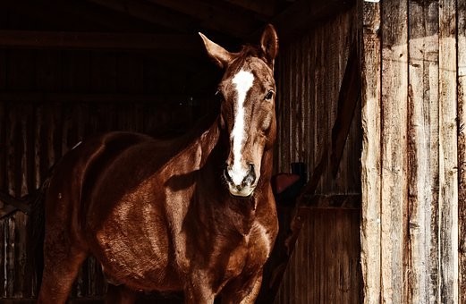 صور منوعة ل #خيول #أحصنة #حصان #خيل #Horses #حيوانات #طبيعة - 118