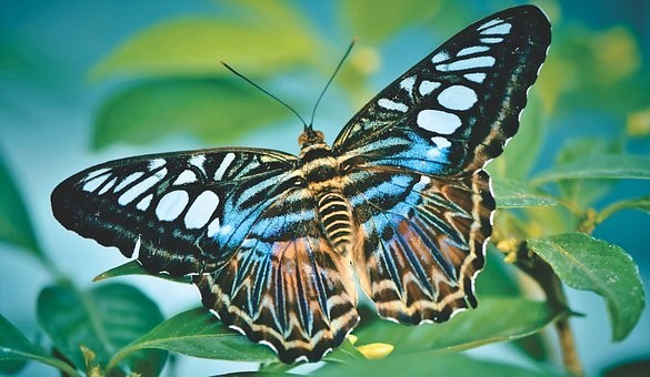 صور #فراشات #فراشة #butterfly #حيوانات #طبيعة - 12