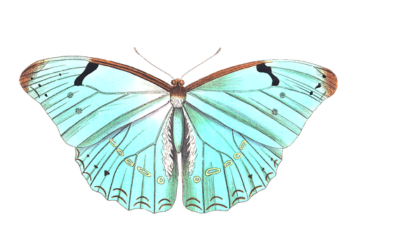 صور #فراشات #فراشة #butterfly #حيوانات #طبيعة - 4