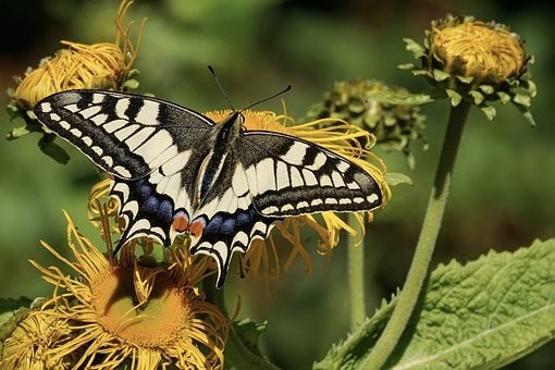 صور #فراشات #فراشة #butterfly #حيوانات #طبيعة - 1