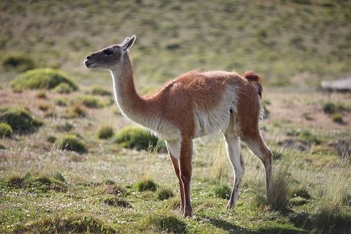 Photos from #Chile #Travel - Image 45