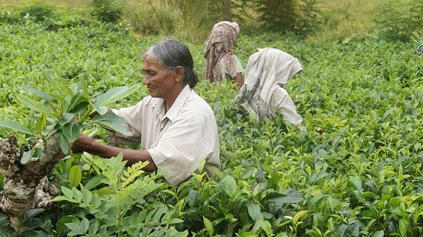 Photos from #SriLanka #Travel - Image 91