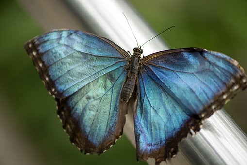 صور #فراشات #فراشة #butterfly #حيوانات #طبيعة - 59