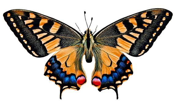 صور #فراشات #فراشة #butterfly #حيوانات #طبيعة - 10