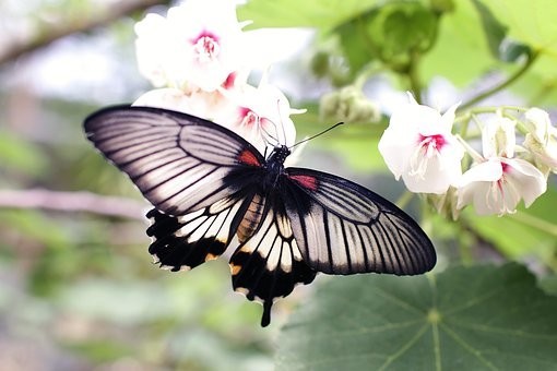 صور #فراشات #فراشة #butterfly #حيوانات #طبيعة - 65