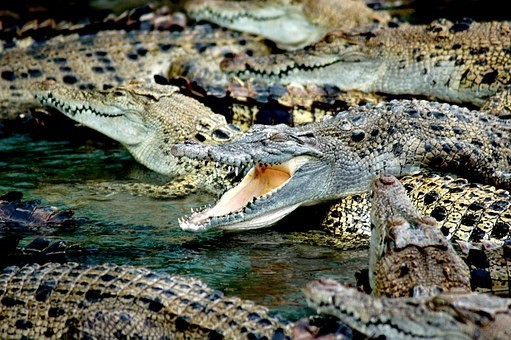 صور #تماسيح #تمساح #Crocodile #حيوانات #طبيعة - 144