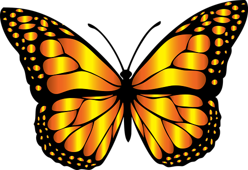 صور #فراشات #فراشة #butterfly #حيوانات #طبيعة - 75