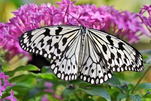 صور #فراشات #فراشة #butterfly #حيوانات #طبيعة - 104
