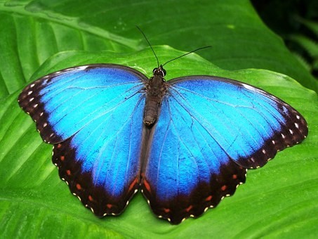 صور #فراشات #فراشة #butterfly #حيوانات #طبيعة - 19