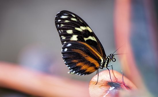 صور #فراشات #فراشة #butterfly #حيوانات #طبيعة - 105