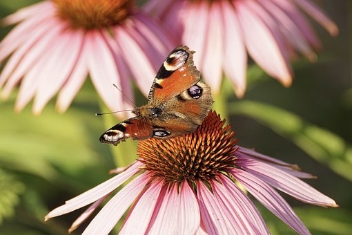 صور #فراشات #فراشة #butterfly #حيوانات #طبيعة - 31