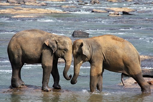 Photos from #SriLanka #Travel - Image 107