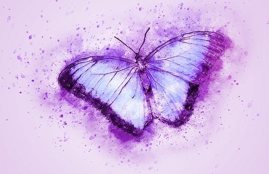 صور #فراشات #فراشة #butterfly #حيوانات #طبيعة - 73