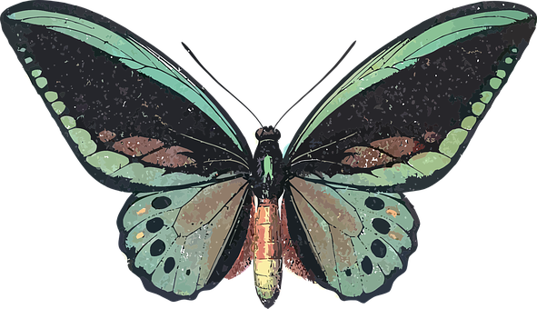 صور #فراشات #فراشة #butterfly #حيوانات #طبيعة - 2