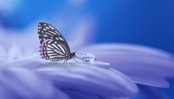 صور #فراشات #فراشة #butterfly #حيوانات #طبيعة - 5