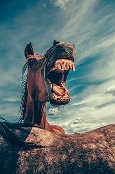 صور منوعة ل #خيول #أحصنة #حصان #خيل #Horses #حيوانات #طبيعة - 120