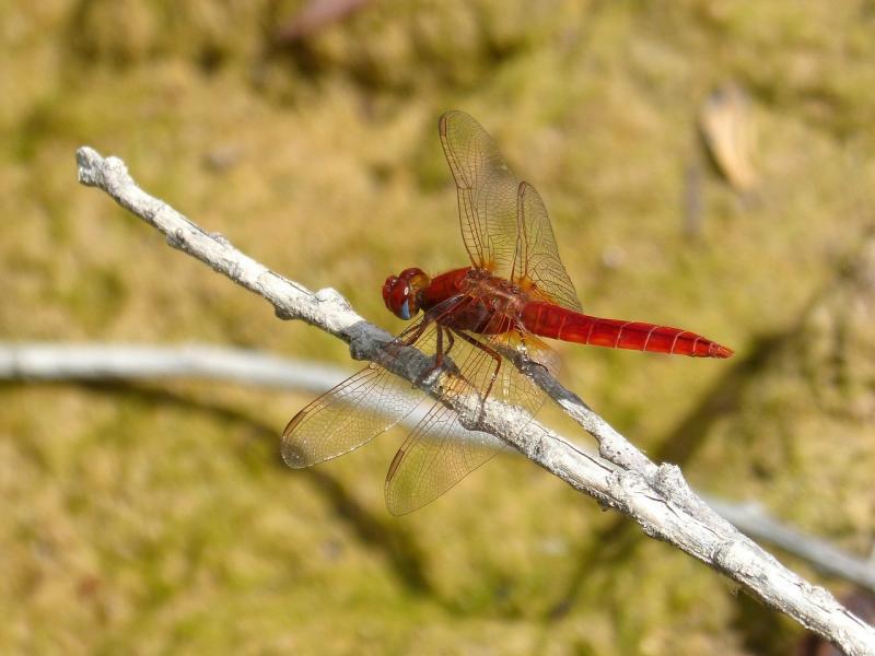 صور لـ #الأراضي_الرطبة #اليعسوب_الأحمر #Erythraea_Crocothemis #كانياس