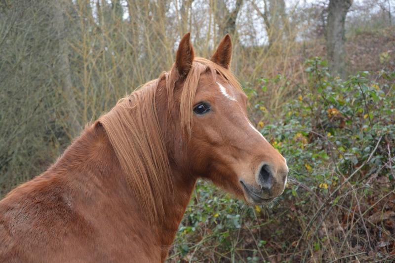 صور لـ #بنى #حيوان #Mane #طبيعة #حصان #الخيول #إلى