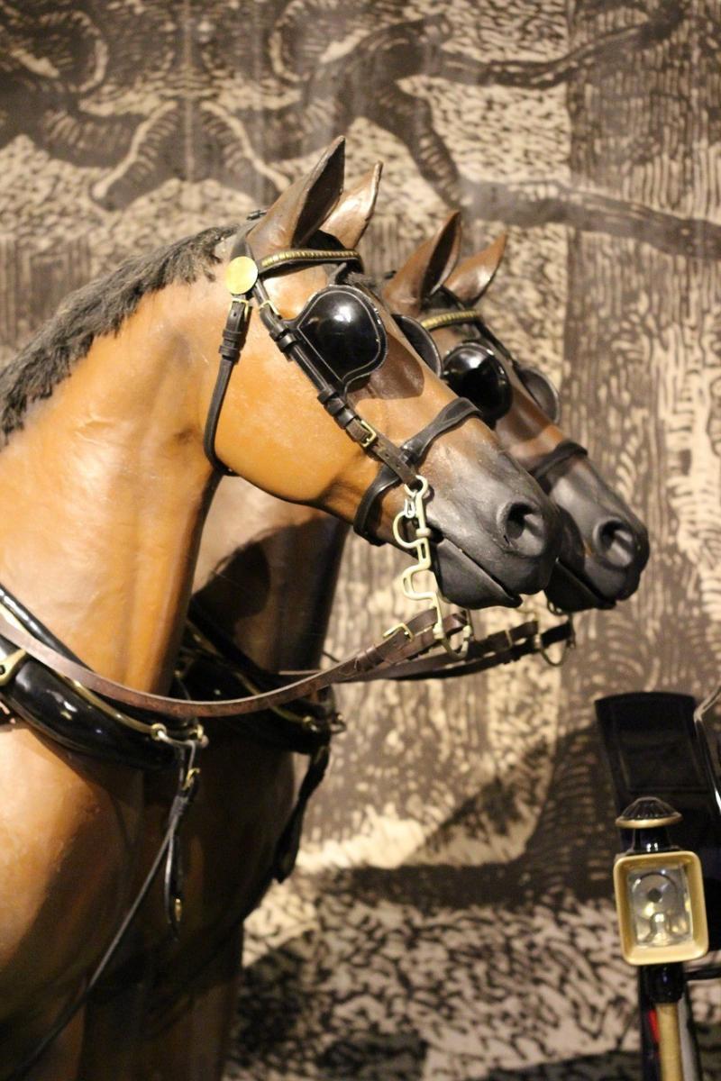 صور لـ #خيل #المواصلات #السفر #ظفيرة #عقبة #عربه_قطار