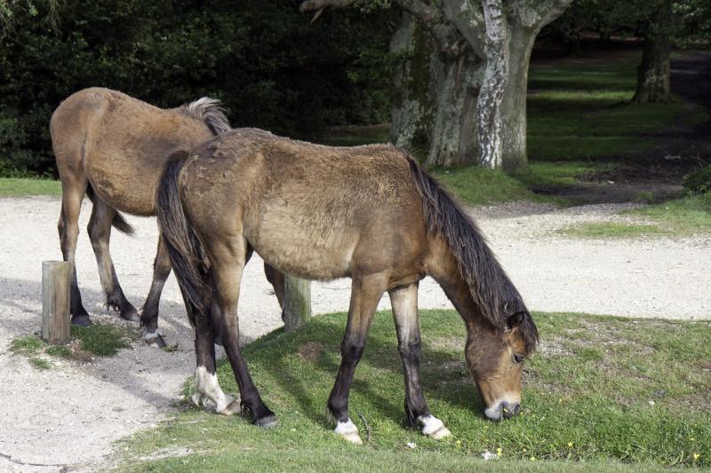 صور لـ #المهور #مهر #خيل #بري #حصان #أحصنة_برية