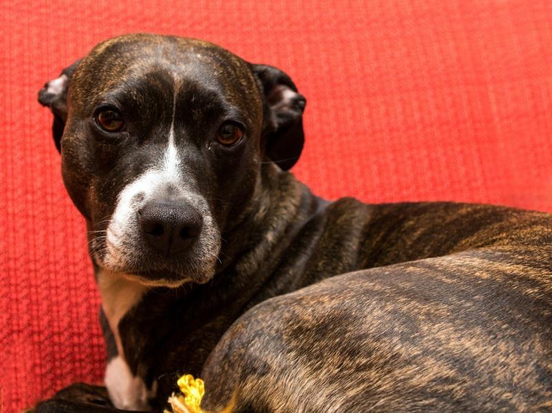 صور لـ #Amstaff #صورة #ستافوردشاير_الأمريكية_جحر #الكلب