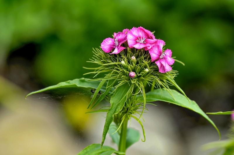 صور لـ #Dianthus #الحلو_وليام #زهرة #زهري #الصيف #حديقة