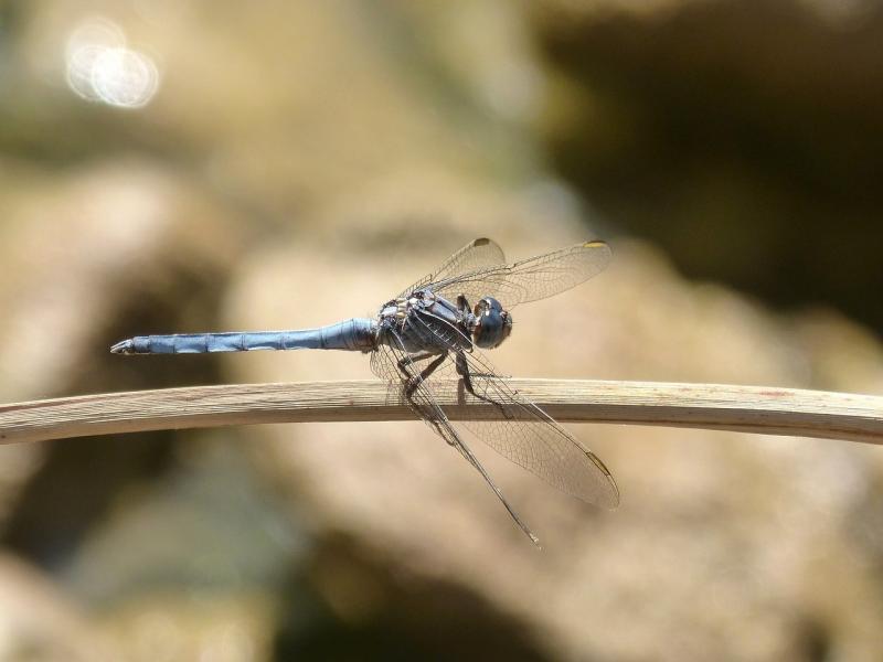 صور لـ #فرع_شجرة #Orthetrum_Coerulescens #اليعسوب_الأزرق #الأراضي_الرطبة