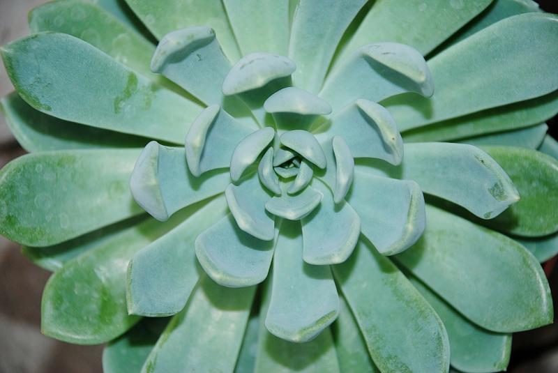صور لـ #Houseleek #نبات #النباتات #اخضر_طازج