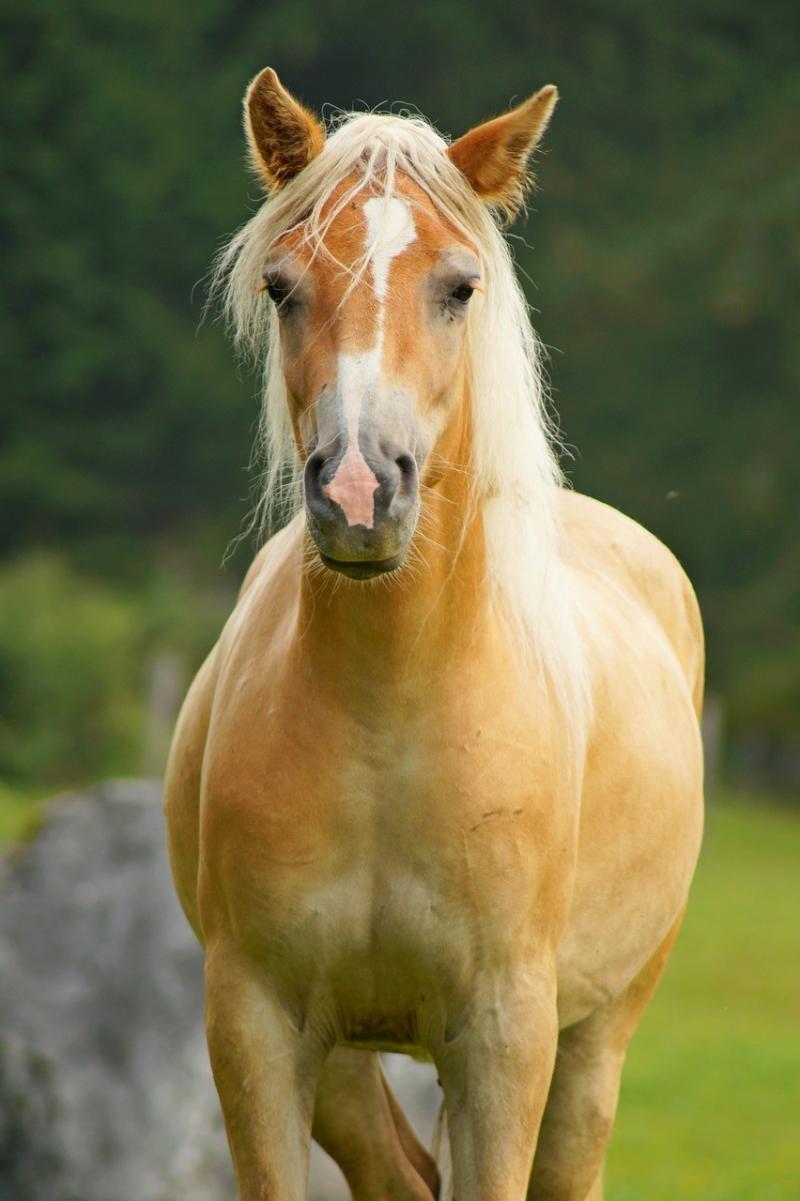 صور لـ #طبيعة #عالم_الحيوان #Haflinger #حيوان #الحيوان_الثديي #حصان