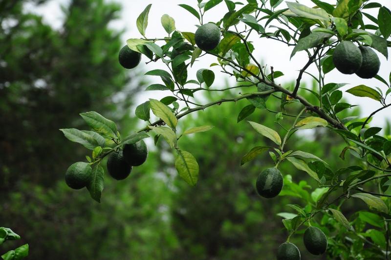 صور لـ #أخضر #شجرة_ليمون #فاكهة #ليمون