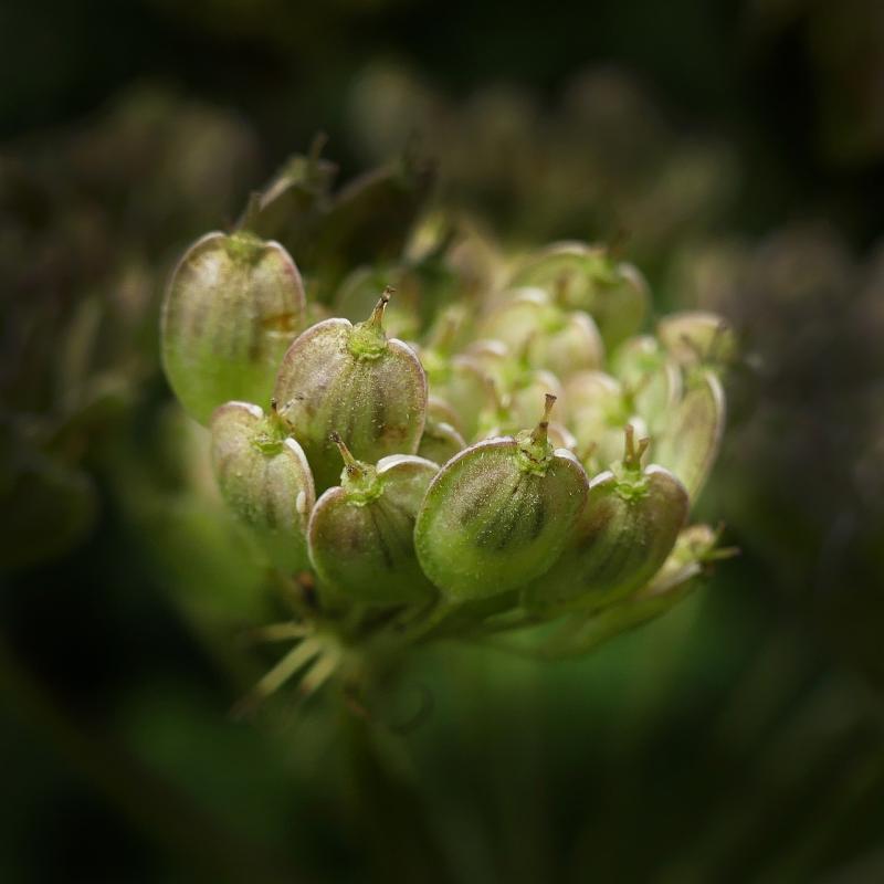 صور لـ #النباتات_المزهرة #يانسون #umbelliferae #بذور