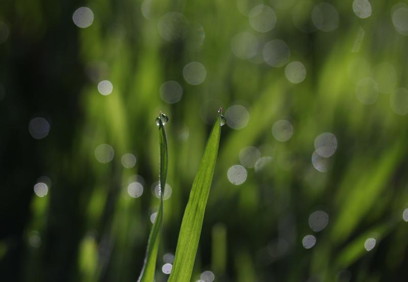 صور لـ #مبلل #قطرات #خوخه #ماء #نجيل #ندى #أخضر #اللوازم