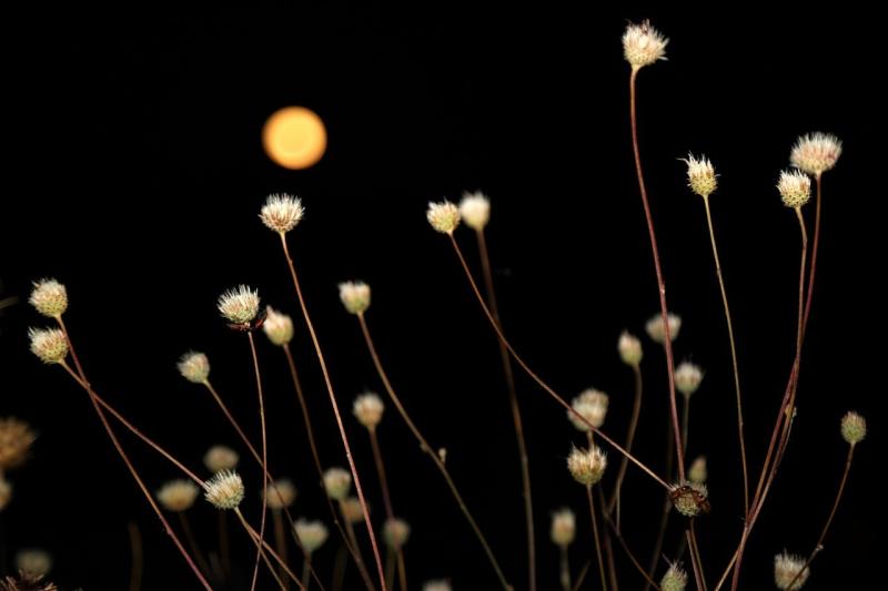 صور تحتوي #زهرة #شهر #Fullmoon #ليل #نبات #طبيعة #سماء