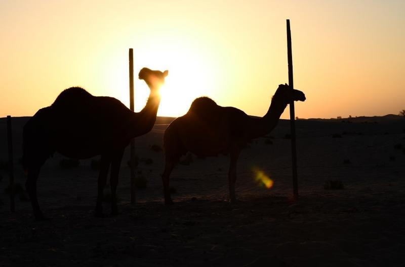 صور لـ #غروب_الشمس #صحراء #الجمال #Abu_Dhabi