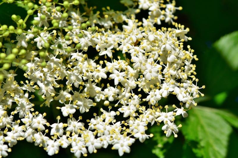 صور لـ #حامل_بوش #المسنين #Elderflower #بلاك_إلدبيري