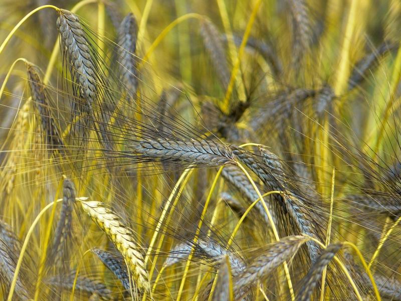 صور لـ #Triticum_Dicoccum_Black_Emmer