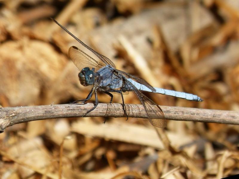صور لـ #اليعسوب #اليعسوب_الأزرق #Orthetrum_Brunneum