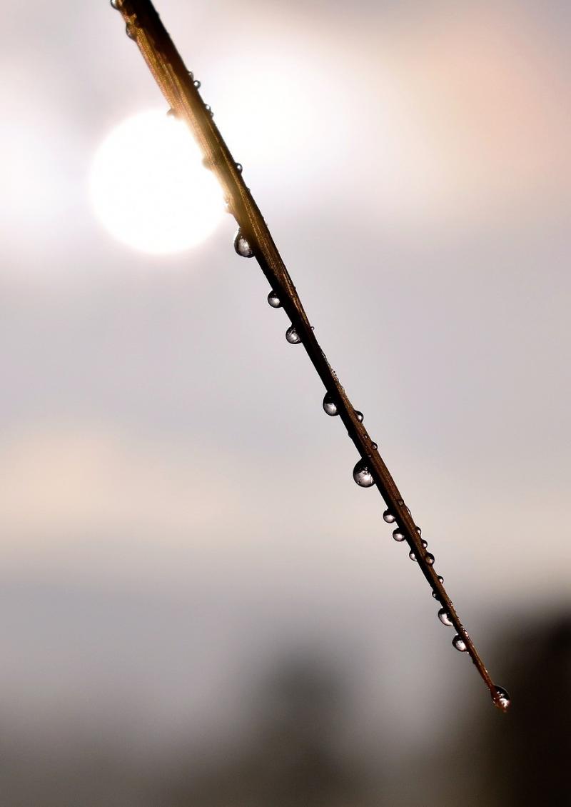 صور تحتوي #قطرة_ماء #ورقة_الشجر #تقطر #الخريف #نجيل #قطرة_الندى #ندى