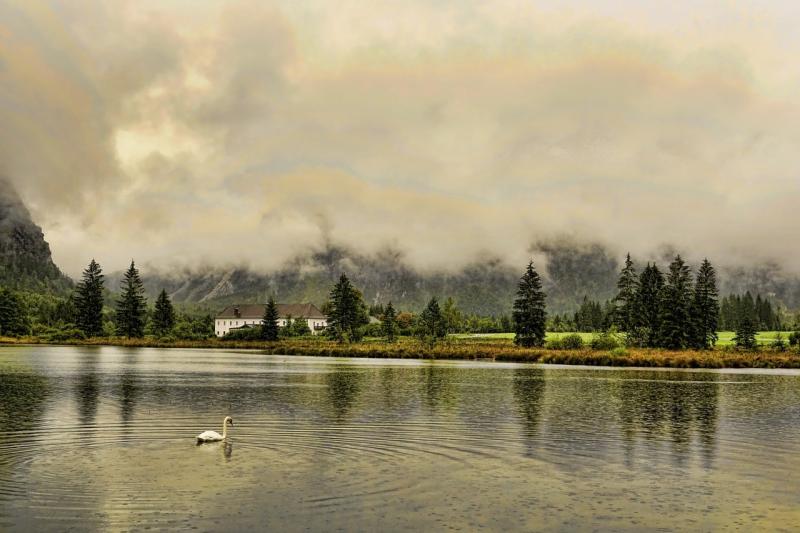 صور تحتوي #بحيرة #مياه #سحاب #Almsee #الأشجار #طبيعة #بجعة