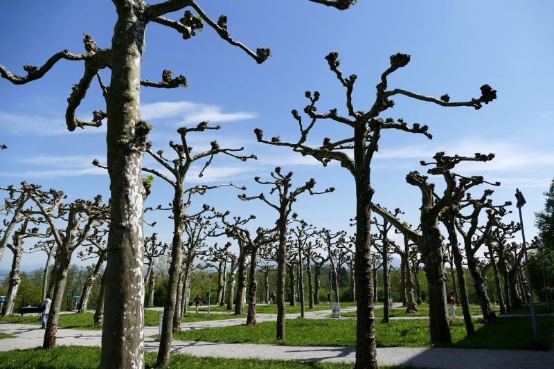 صور لـ #Herrenchiemsee #شجرة #منتزه #نبات #سماء
