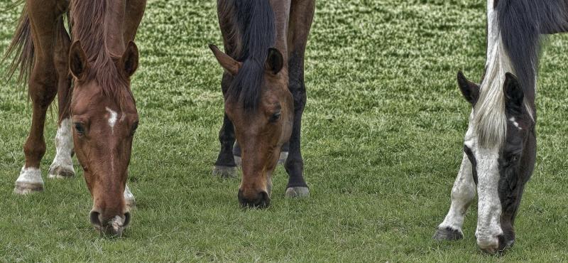 صور لـ #الغال #خيل #الحيوانات #مرعى #نجيل #راس_الحصان #طعام