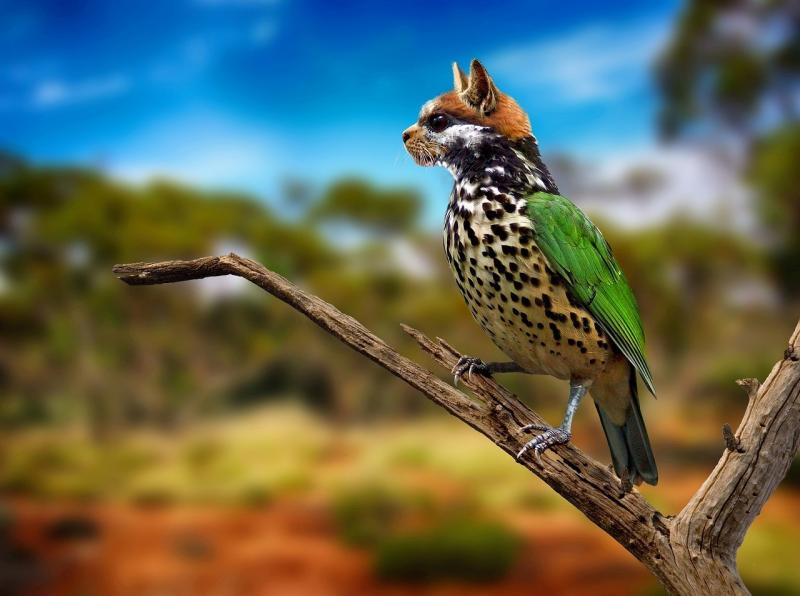 صور لـ #عالم_الحيوان #هجين #طائر #قط #Digiart