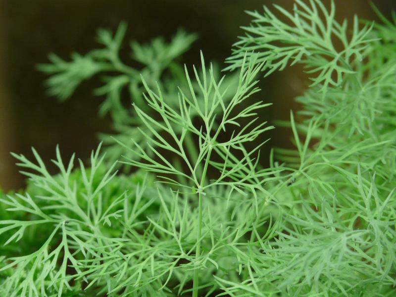 صور لـ #عشب #خيار_عشب #التوابل #شبت #أخضر #umbelliferae