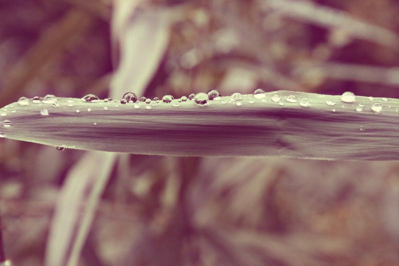 صور لـ #نجيل #عذوبة #تمطر #خلفية #فقط_أضف_الماء #ندى