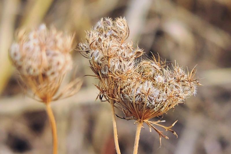 صور لـ #الخريف #جانب_الطريق #umbelliferae #طبيعة