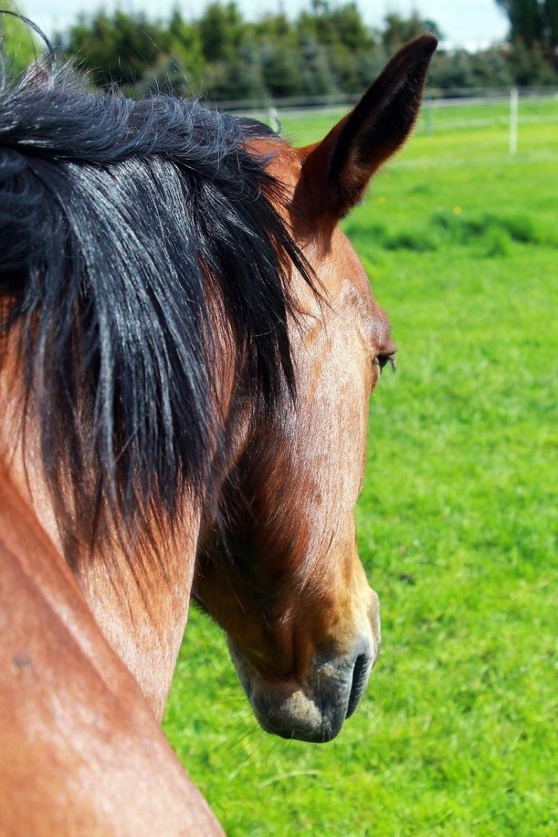 صور لـ #خيل #Pferdeportrait #بنى #راس_الحصان #حصان