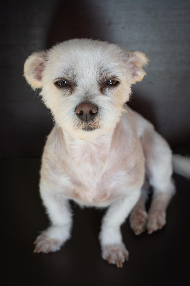 صور لـ #حلو #المالطية-Havanese #حيوان_اليف #أبيض #صغير #جذاب #الكلب