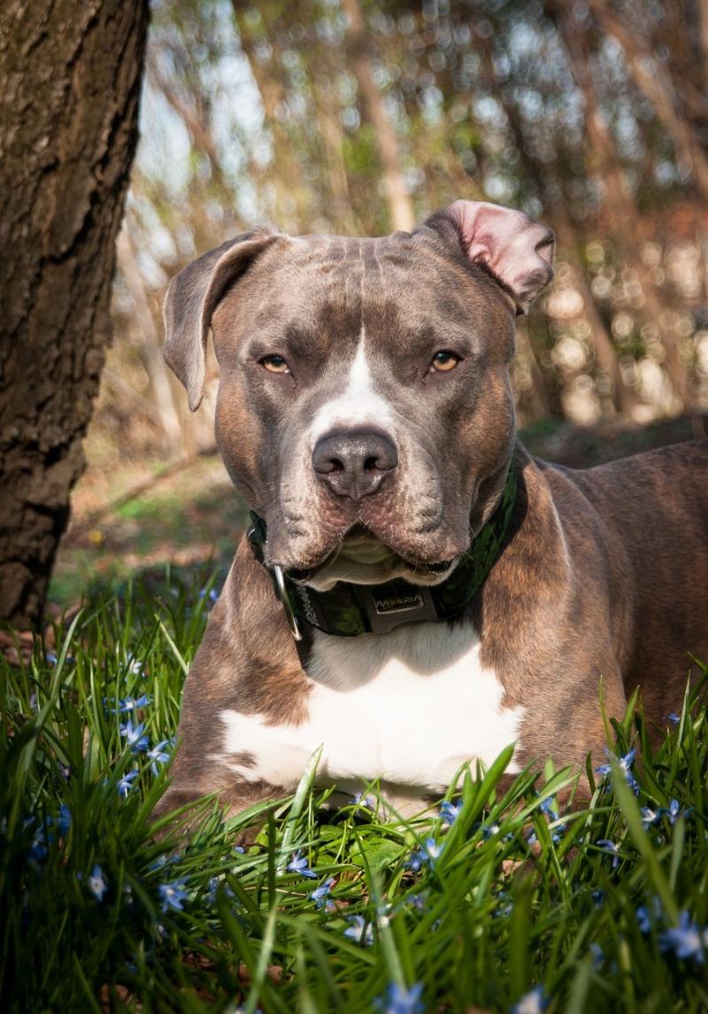 صور لـ #Amstaff #نظرة #حيوان_اليف #شجرة #الكلب #حيوان