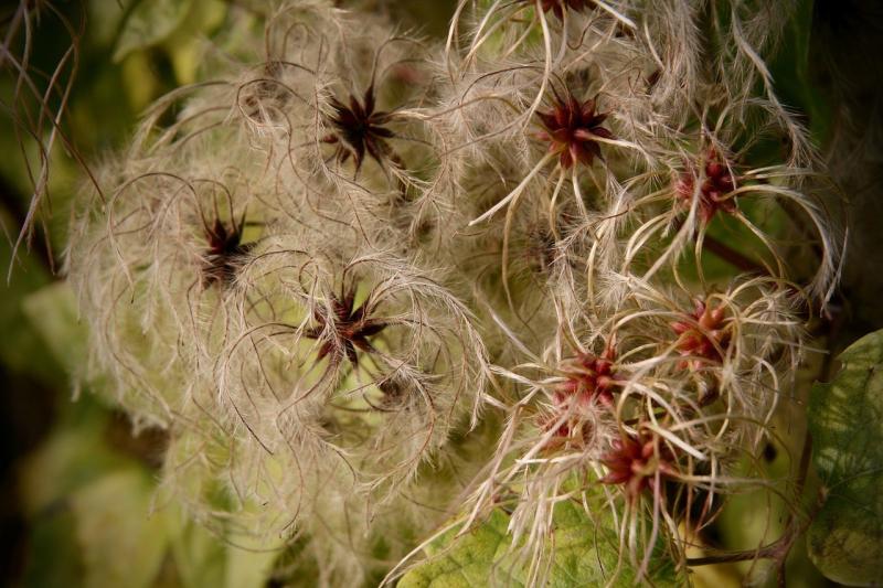 صور لـ #ياسمين_في_البر #Trockenblume #تلاشى #infructescence