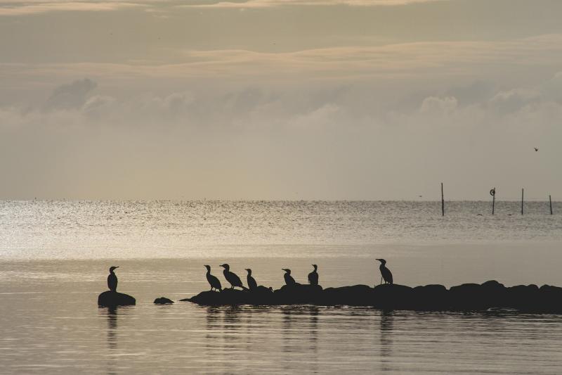 صور لـ #بحيرة_آيسل #كومة #Groyne #أسود #شروق_الشمس #نهم